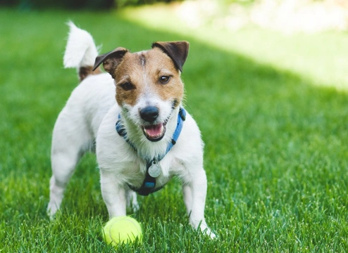 5 False Economies to Avoid in Dog Ownership: Advice from a Vet Nurse