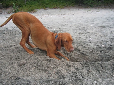 Why Do Dogs Behave This Way? Part One Explained