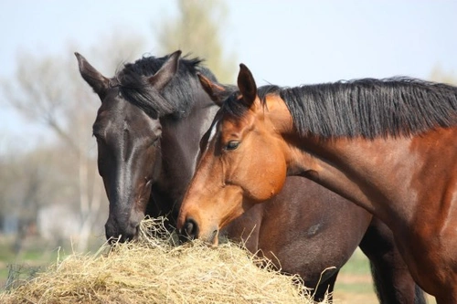 Herbs and Horses: Benefits of Herbal Supplements for Equines