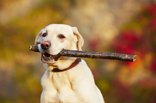 Why Doesn’t My Dog Respond to Their Name? A Complete Guide