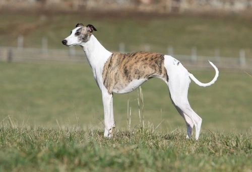 Whippet hereditary health: testing and longevity guide