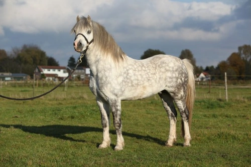The Cheeky Welsh Mountain Pony: A Child's Perfect First Pony