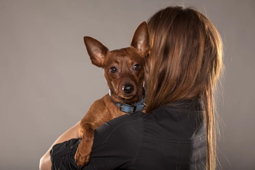 Cinco resoluciones realistas de Año Nuevo para dueños de perros