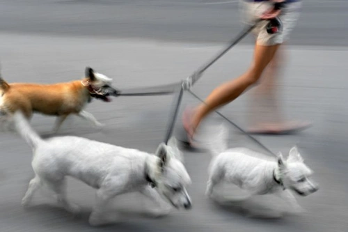 Professional Dog Walker: Essential Tips and Tricks