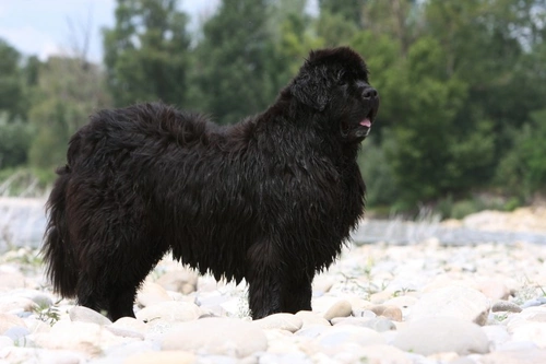 8 Costs That Increase the Larger Your Dog Is