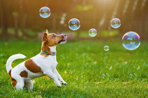 5 Playful Games to Try with Your Dog Beyond Fetch
