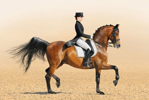 The Message of Dressage: Harmony and Mastery in Horsemanship