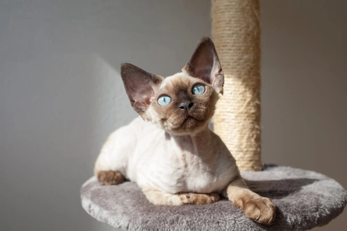 Is chocolate toxic to cats? Essential facts for cat owners