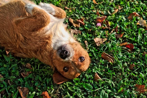 How to Teach Your Dog to Roll Over: Step-by-Step Guide