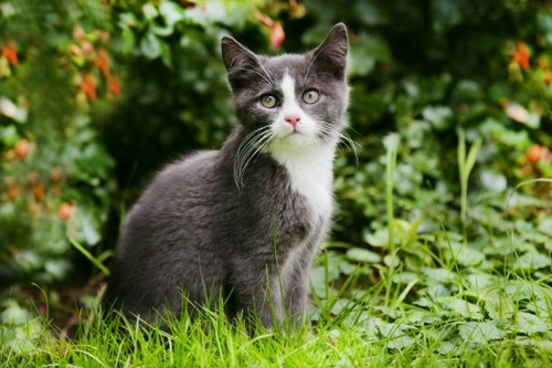 Lyme disease in cats: symptoms, treatment and prevention