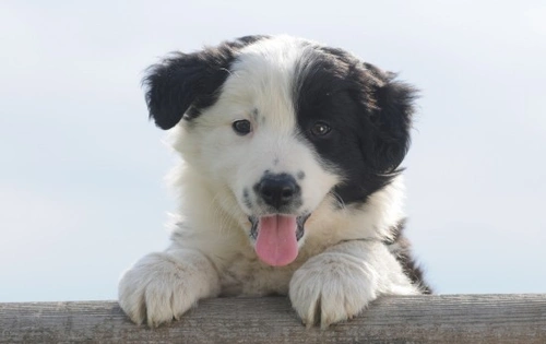 Common Health Conditions in Border Collies: A Complete Guide