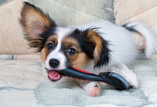COVID-19 and Dog Grooming: 2025 UK Guidelines for Owners & Groomers