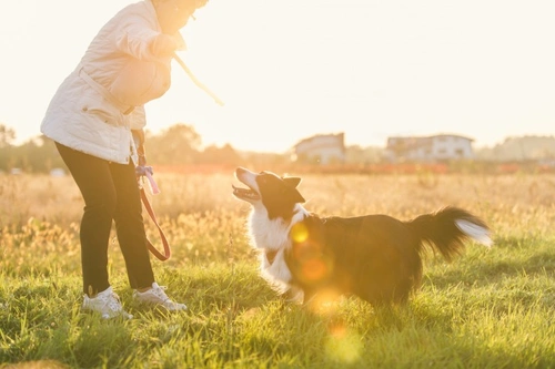 Protection of Livestock Act 1953: Essential Guide for Dog Owners