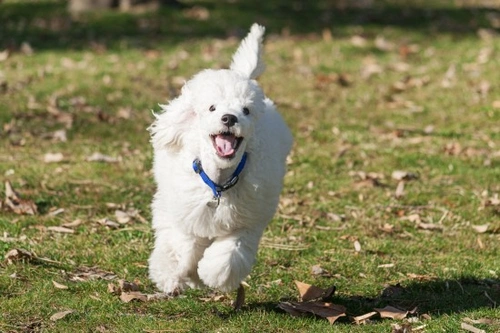 Cómo convertir el paseo al parque en juego para tu perro