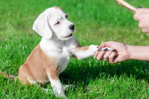 6 tips to keep your cool when house training your puppy