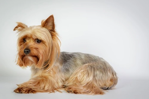 Preguntas clave para tu criador de Yorkshire Terrier