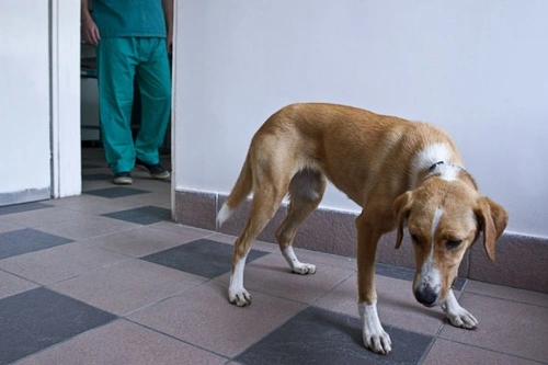 Benefits of Neutering Your Pet: What Every Owner Should Know