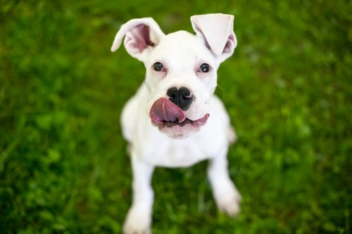 Why Are Some Dogs So Obsessive About Licking Things?