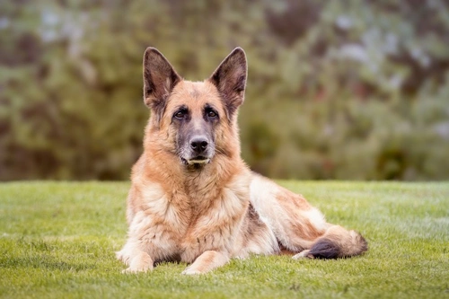 Chronic lymphocytic leukaemia in dogs: Symptoms, diagnosis & care