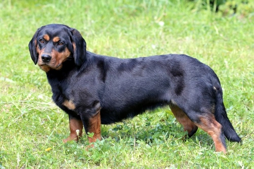 Alpine Dachsbracke: Complete Guide to This Charming Hound