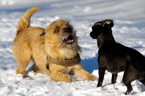 Understanding and Managing Dog Aggression towards Unfamiliar Dogs