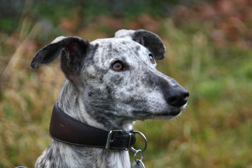 Dog Collar Safety: Choosing and Using Collars Wisely