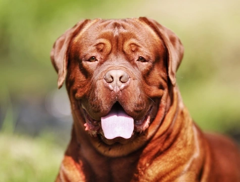 5 Health Conditions Unique to Male Dogs: What Owners Should Know