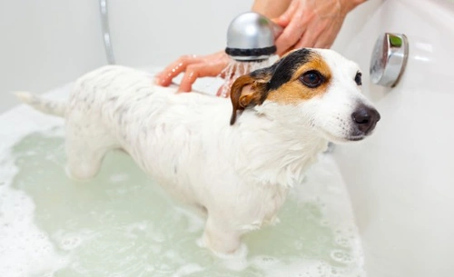 5 mitos comunes sobre el cuidado del perro desmentidos