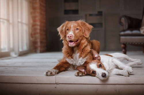 Polyneuropathy in Dogs: Causes, Symptoms & Care Guide