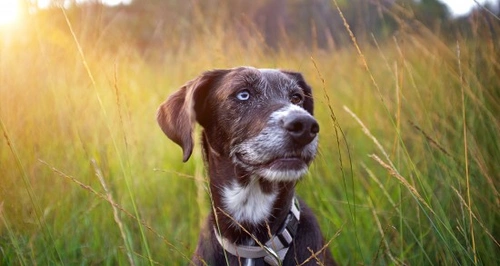K-Laser Therapy in Pets: Effective Pain Relief & Healing