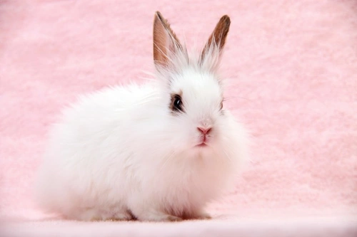 Wool Block in Rabbits: Prevention and Treatment Guide