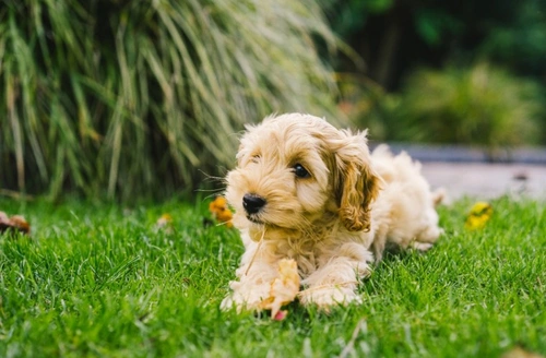 Can Cockapoos Swim? 9 Vet-Approved Tips for Safe Swimming UK 2025