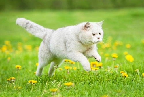 Understanding the Cat’s Prey Drive: Insights into Hunting Instinct