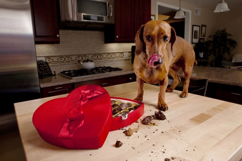 Chocolate poisoning in dogs: vital risks and treatment tips