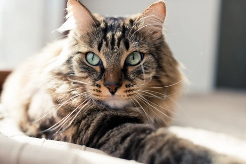 Cats and Allergies: Symptoms, Causes & Comfort Care
