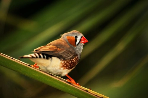 Guide to Starting Bird-Keeping: Essential Tips for Beginners