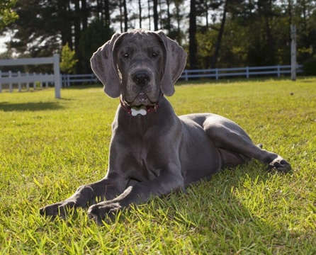 How to Choose Puppy Food for Large and Giant Breeds