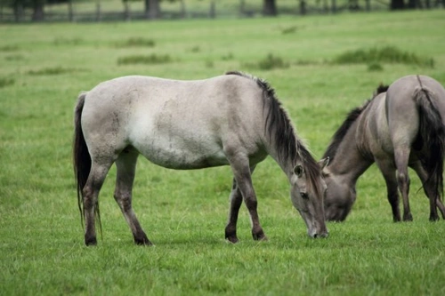 Caring for the Veteran Horse or Pony: Complete Guide 2025