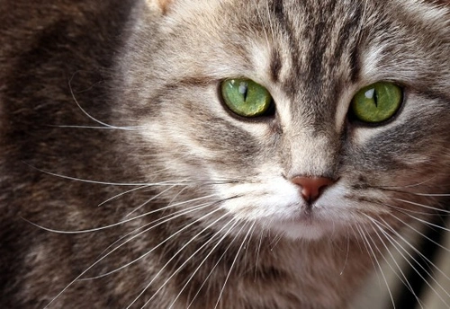 Úlceras corneales en gatos: causas, síntomas y tratamiento