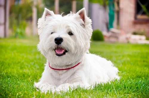 Longevindad y salud hereditaria del West Highland Terrier