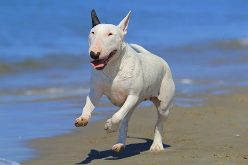 5 Essentials for Taking Your Dog to the Beach This Summer