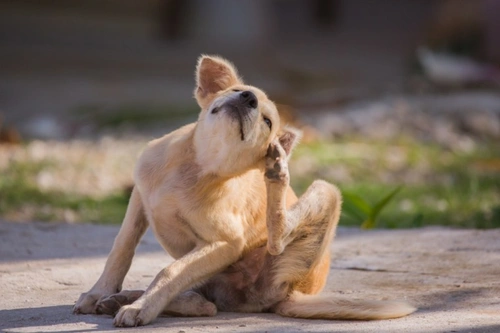 Where Do Dogs Get Fleas? Comprehensive Causes & Prevention