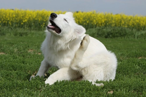 Different Types of Flea Treatment for Dogs: A Complete Guide