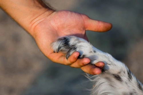 Understanding Learning Theory in Pet Training