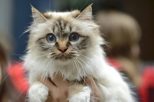 Should You Show Your Cat With GCCF, TICA, or FIFe?