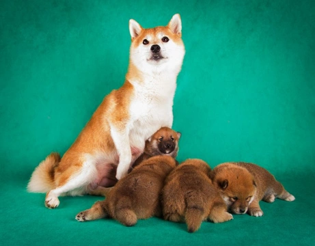 Breast cancer in female dogs: Mammary gland tumours guide