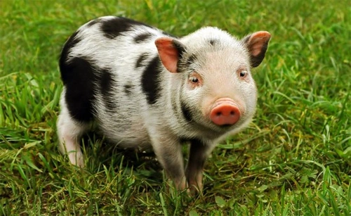 Do Pigs Make Good Pets? Comprehensive Guide for 2025