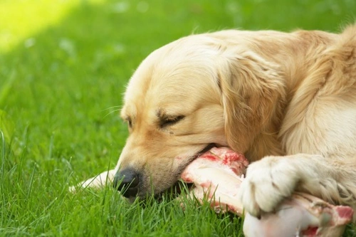 Complete Guide to Safe Raw Feeding for Dogs