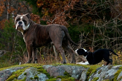Top 5 Most Popular Bulldog Breeds and Types in the UK