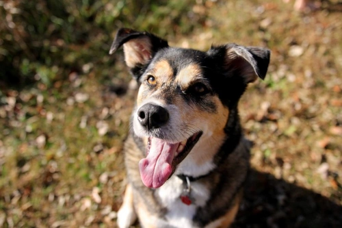 Hepatozoonosis en perros: causas, síntomas y cuidados